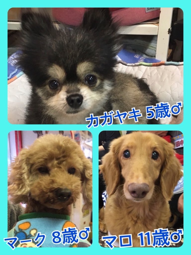 🐾今日の里親様募集中ワンコ🐶メンバーです🐾2019,11,24
